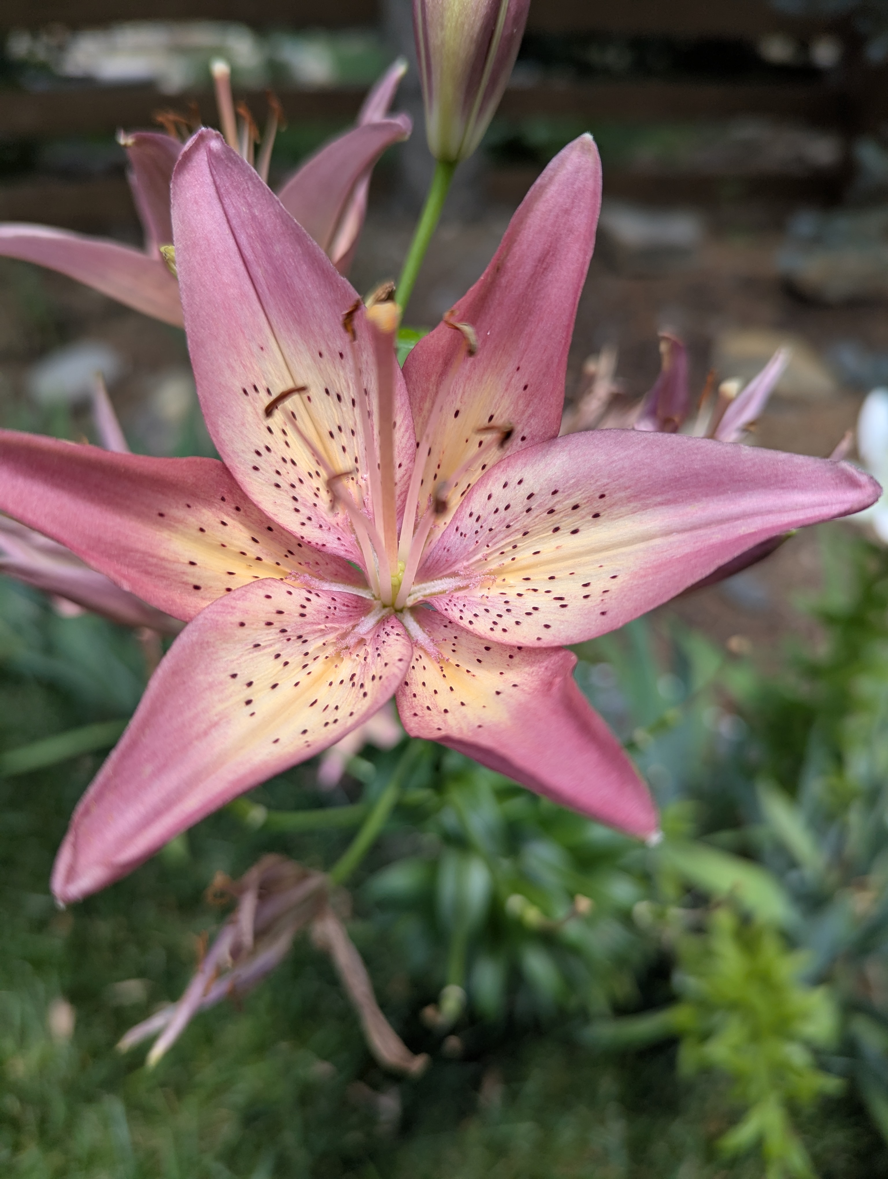4th of July, Colorado, lillies